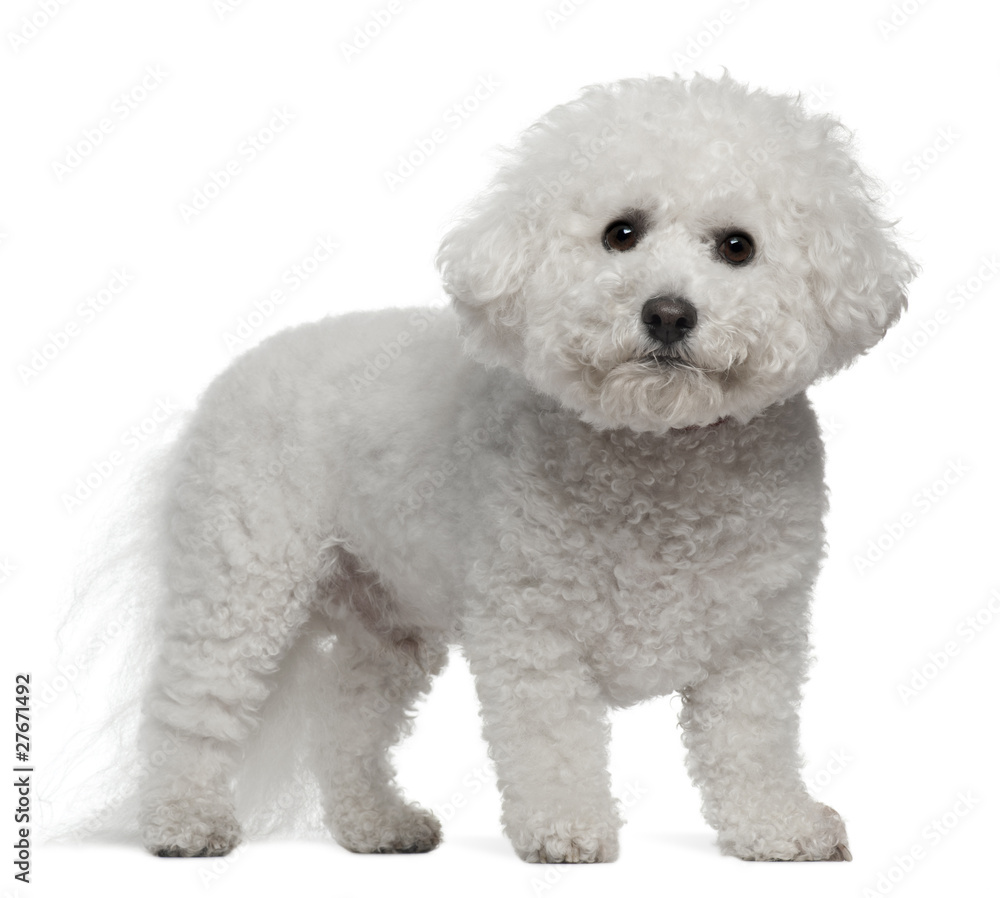 Bichon Frise, 5 years old, standing