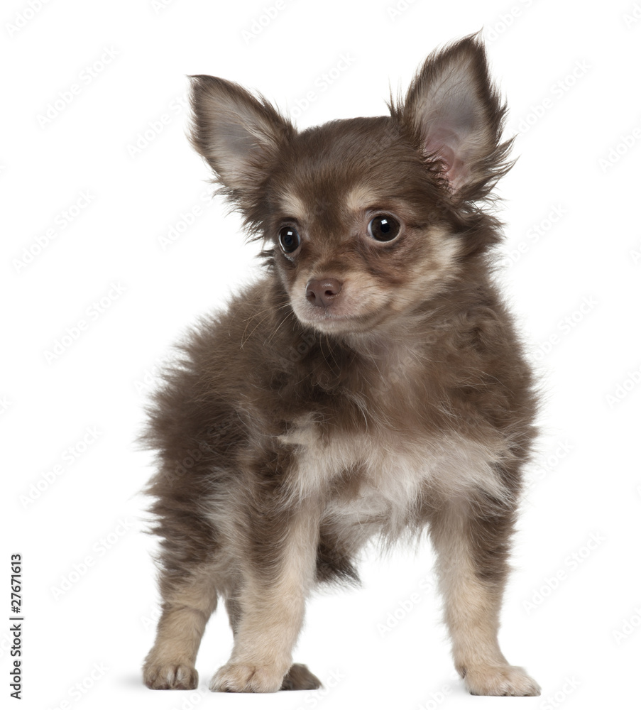 Chihuahua, 12 months old, standing Chihuahua, 12 months old, standing