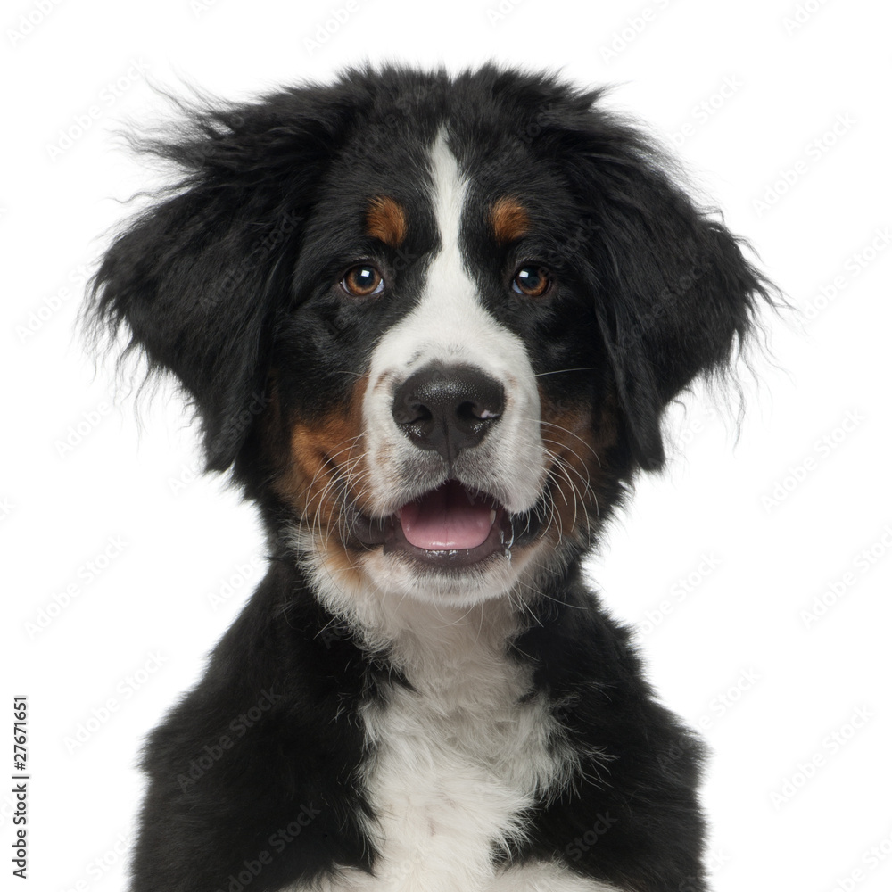Bernese Mountain Dog, 5 months old,