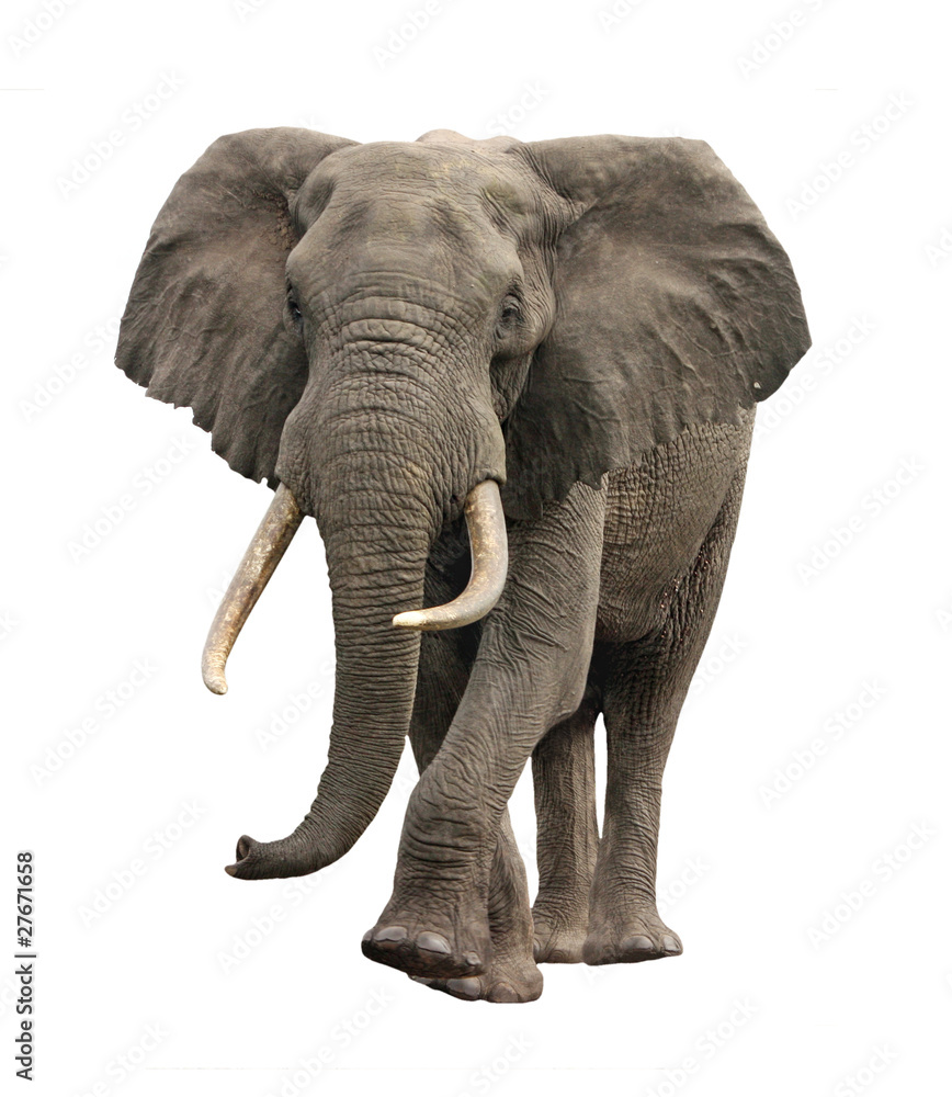 Obraz słoń zbliża się na białym tle