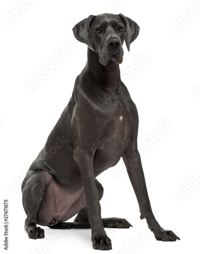 Fototapeta Naklejka Na Ścianę i Meble -  Great Dane, 15 months old, sitting