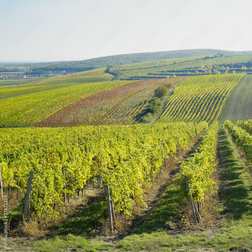 vineyard, Palava, Czech Republic