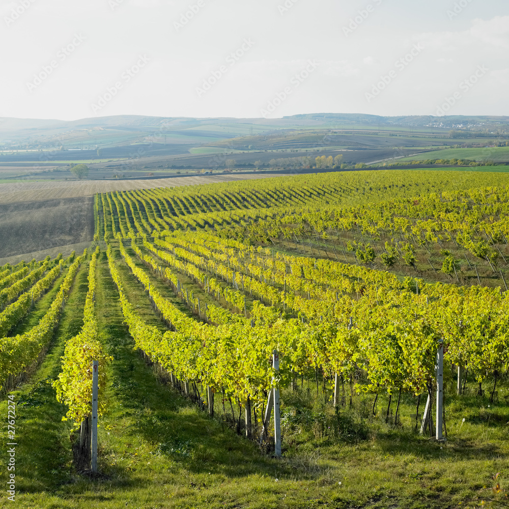 vineyard Ulehle, Czech Republic