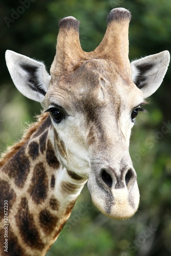 Giraffe Portrait © Duncan Noakes