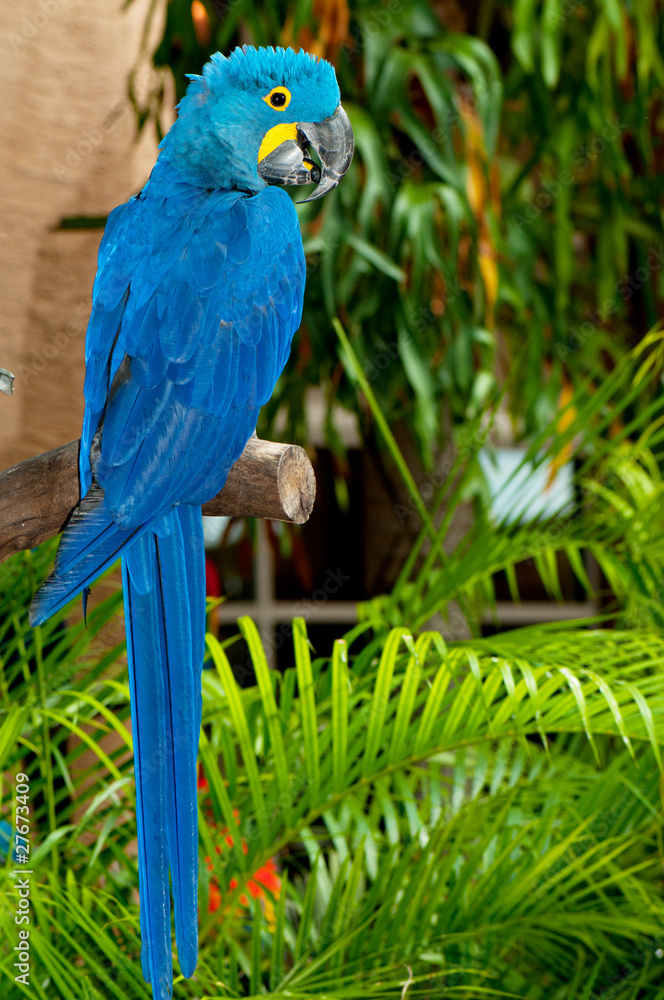 Fototapeta premium Colourful parrot bird sitting on the perch