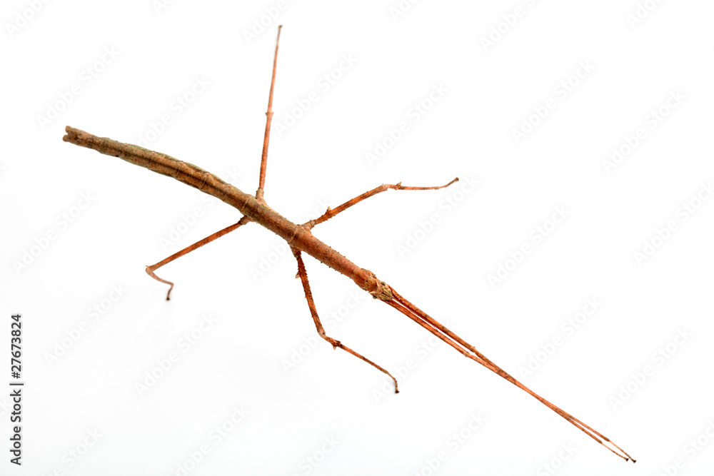 Medauroidea extradentata Medauroidea extradentata