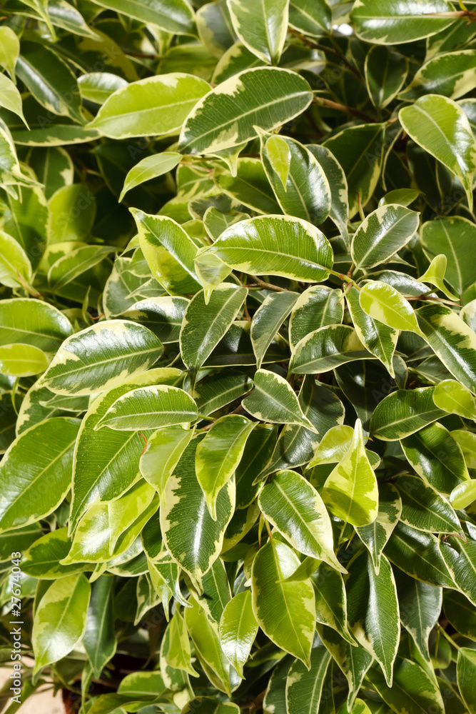 Green ficus tree Green ficus tree