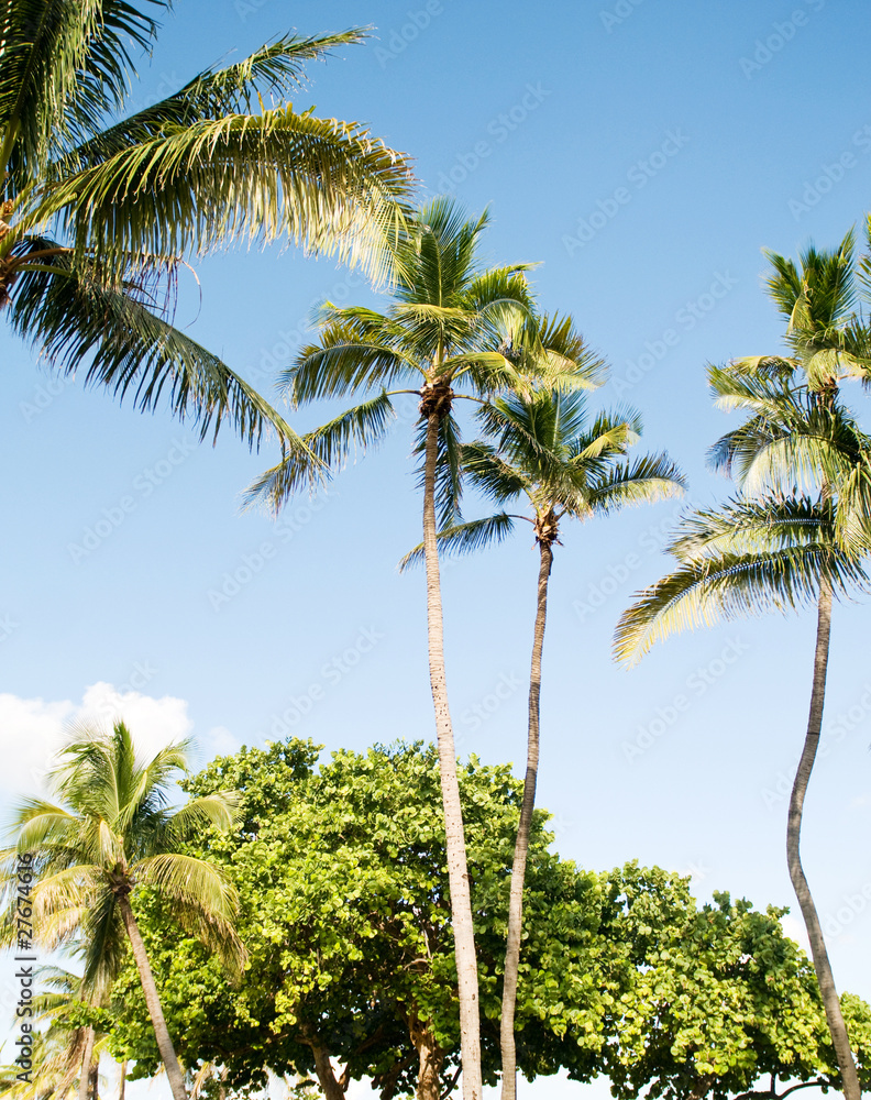 Palms trees on the beach during bright day Palms trees on the beach during bright day