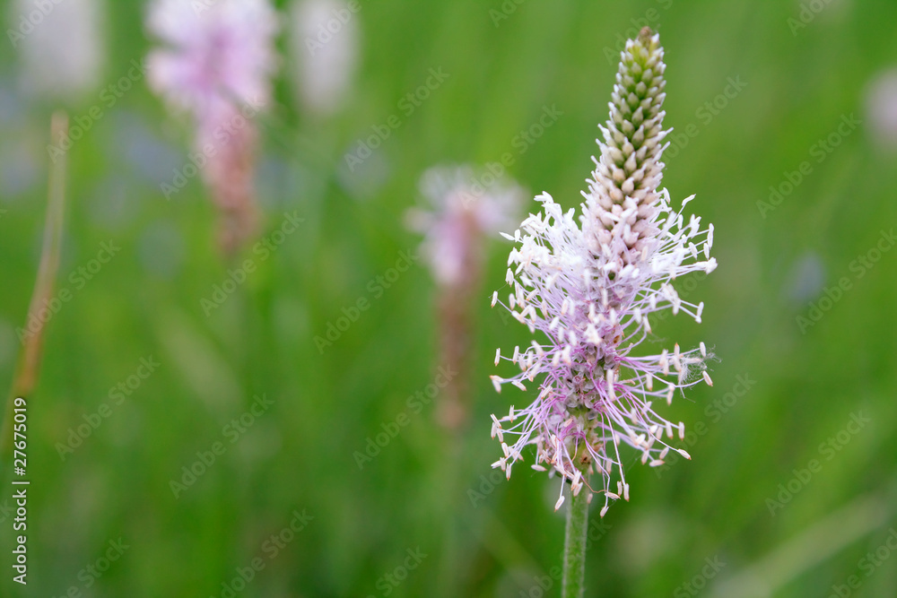 Field flower
