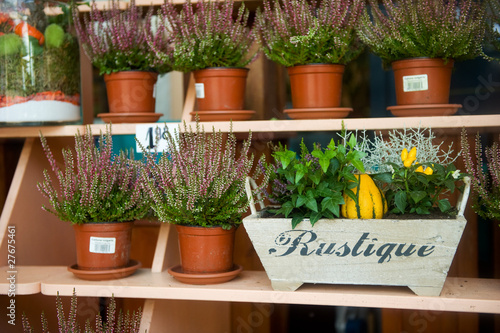 Φωτογραφία Heather in the flowershop