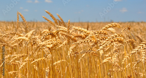 Gold wheat field