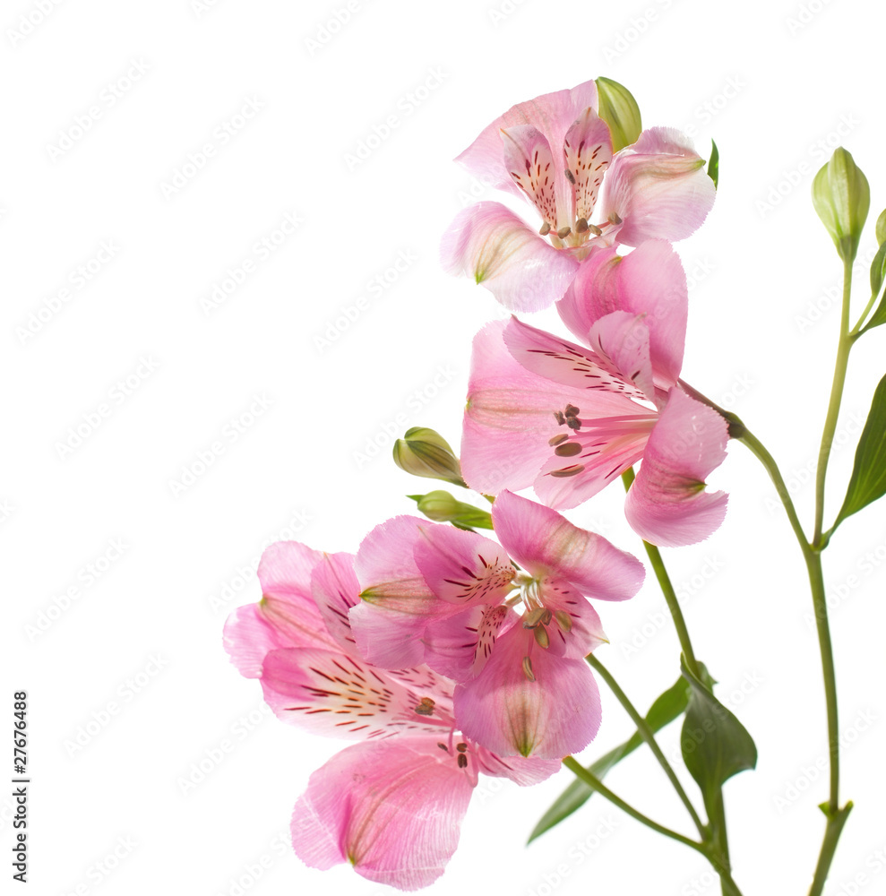 Naklejka premium Alstroemeria flowers isolated on white background.