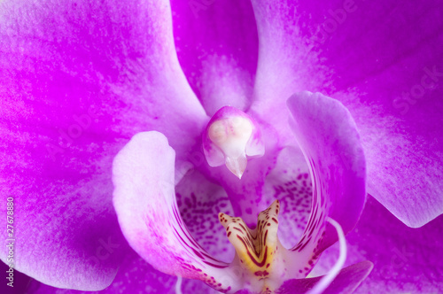 Pink orchid flower close-up