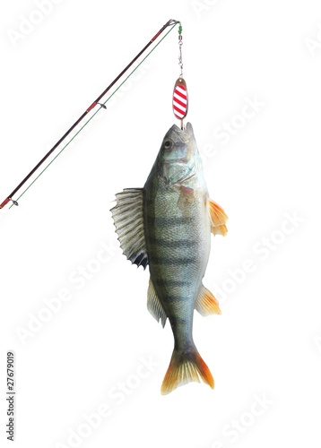 perch on fishing-rod