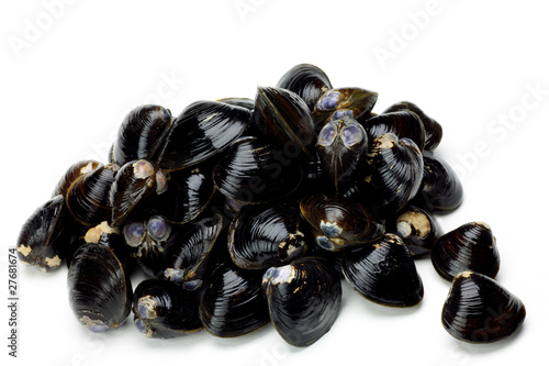 corbicula