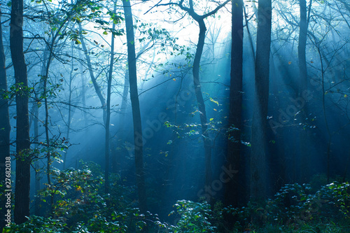 Foggy forest with sunbeams