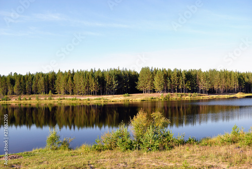 Молодой сосновый бор на берегу небольшого озера
