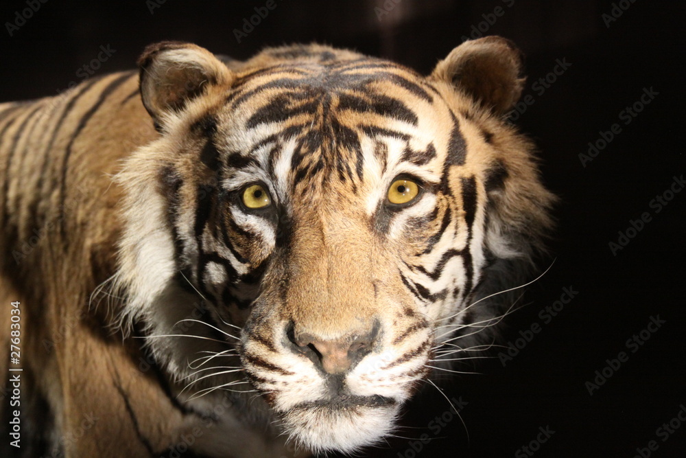 Tigre Tigre
