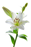 Beautiful lily flowers, isolated on white