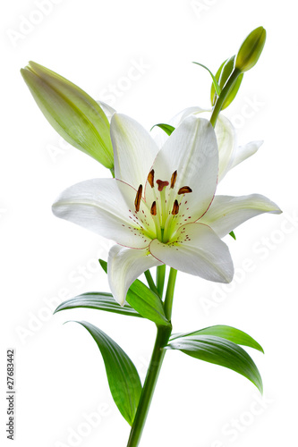 Beautiful lily flowers, isolated on white photo