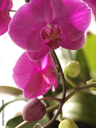 Fototapeta Naklejka Na Ścianę i Meble -  purple orchis against light