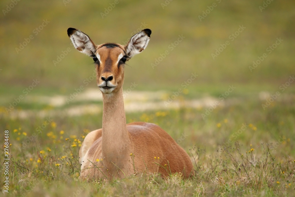 Impala Antelope Female Impala Antelope Female