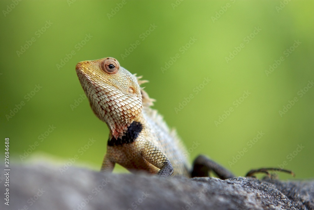 Obraz premium caméléon