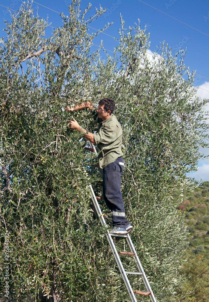Uomo che raccoglie olive Uomo che raccoglie olive