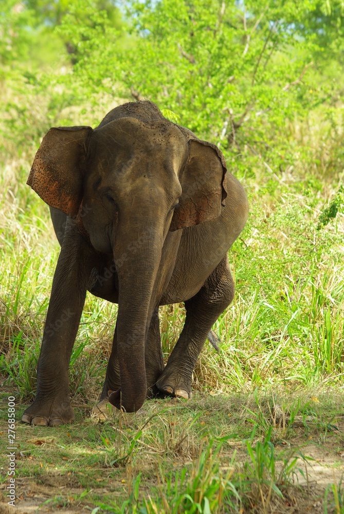 Obraz premium Eléphant qui charge