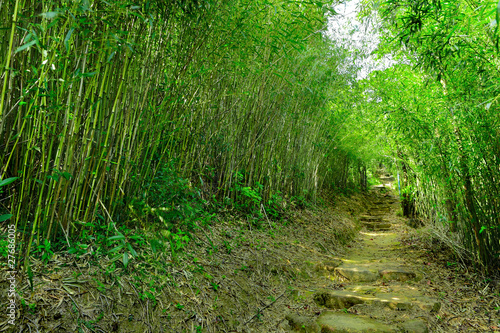 bamboo forest with path