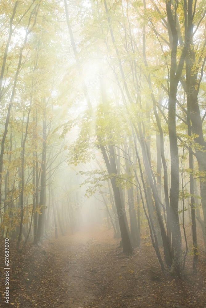 misty yellow autumn forest in a rays of sun misty yellow autumn forest in a rays of sun