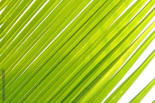 texture of coconut leaf