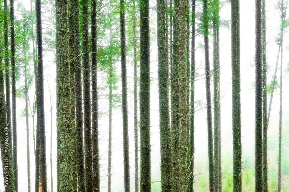 Abstract Forest Blur Background Abstract Forest Blur Background