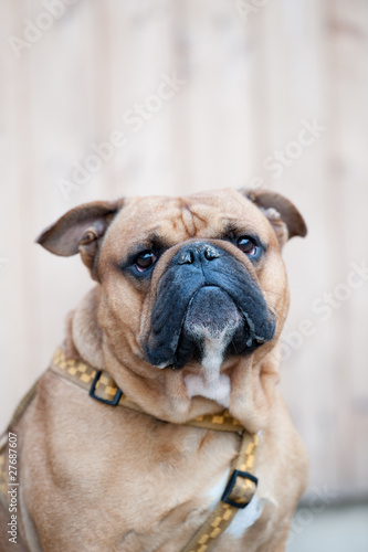 Braune Bulldogge schaut aufmerksam zur Seite © Marcel Paschertz