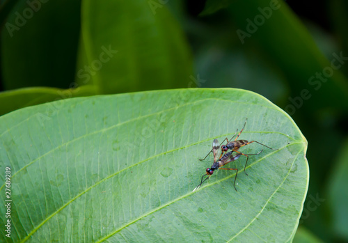 Fotografie insect breed