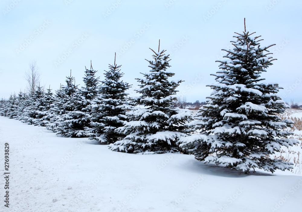 Fototapeta premium Pine Tree Row