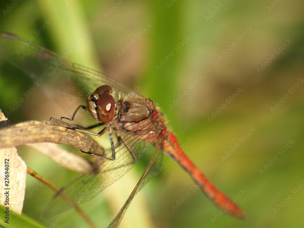 Gemeine Heidelibelle / sympetrum vulgatum Gemeine Heidelibelle / sympetrum vulgatum