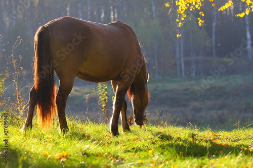 horse near river