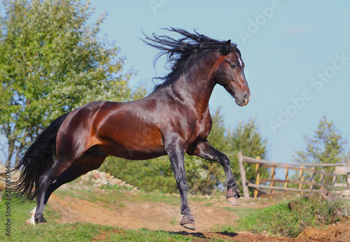 bay andalusian stallion