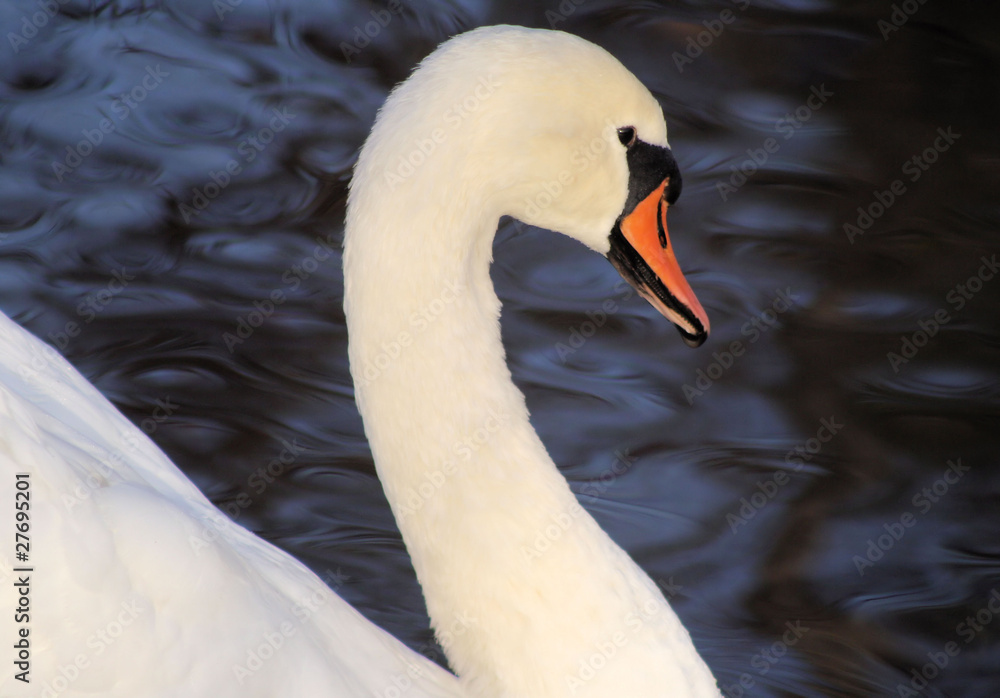 Obraz premium Beautiful and Graceful Swan