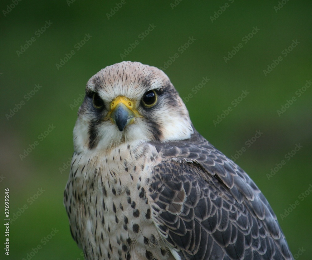 oiseau de proie oiseau de proie
