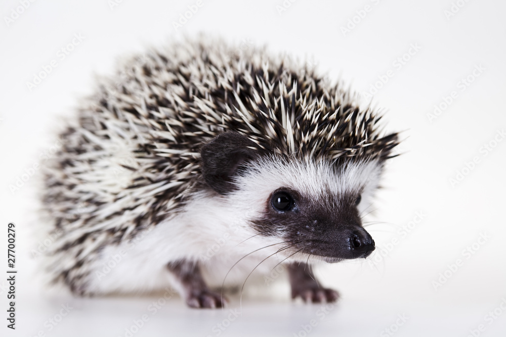 Fototapeta premium Hedgehog