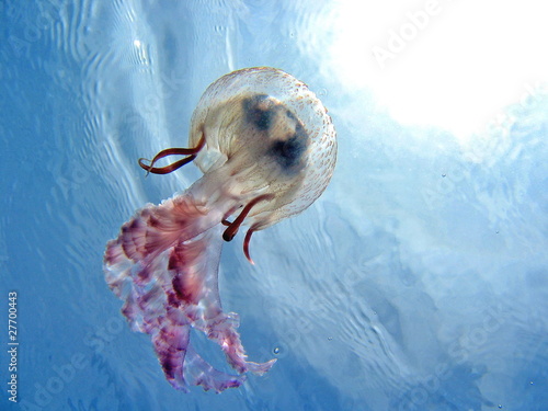 Underside view of a jellyfish in the Mediterranean sea