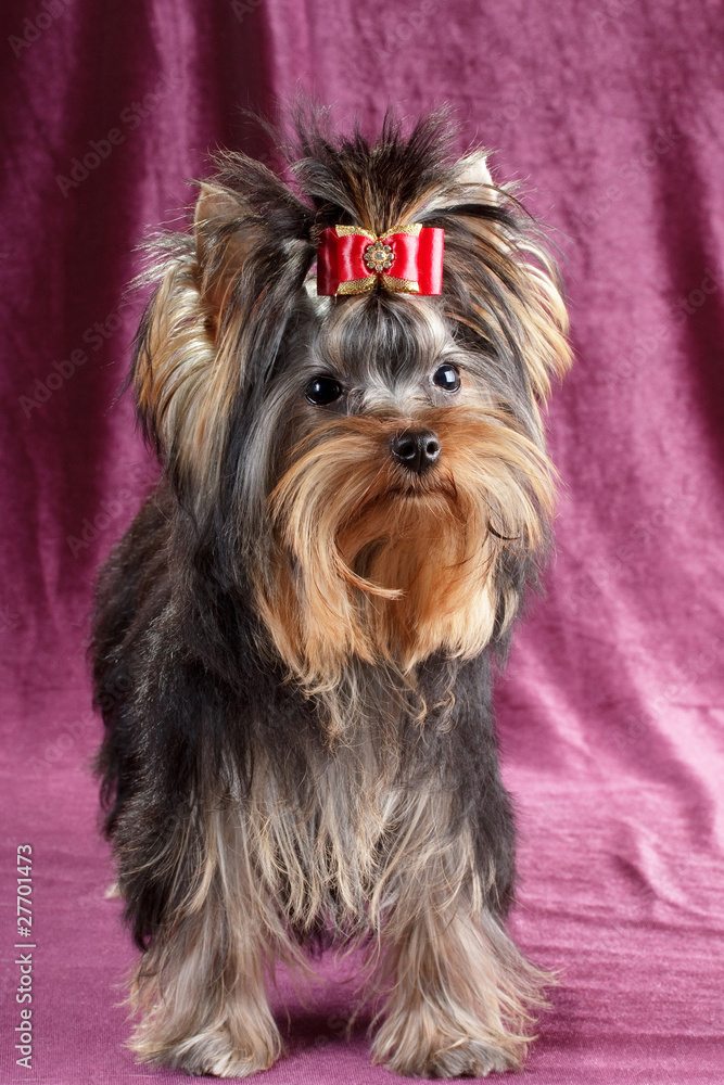 Yorkshire terrier puppy