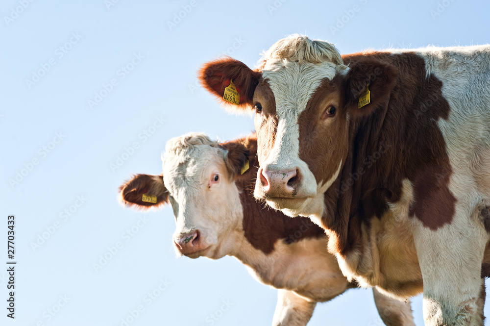 Two Nosy Cows Two Nosy Cows