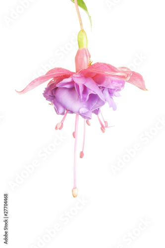 Purple and red fuscia flower