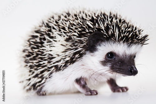 Autumnal animal - Hedgehog
