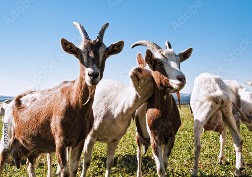 Fototapeta Naklejka Na Ścianę i Meble -  Group of Goats