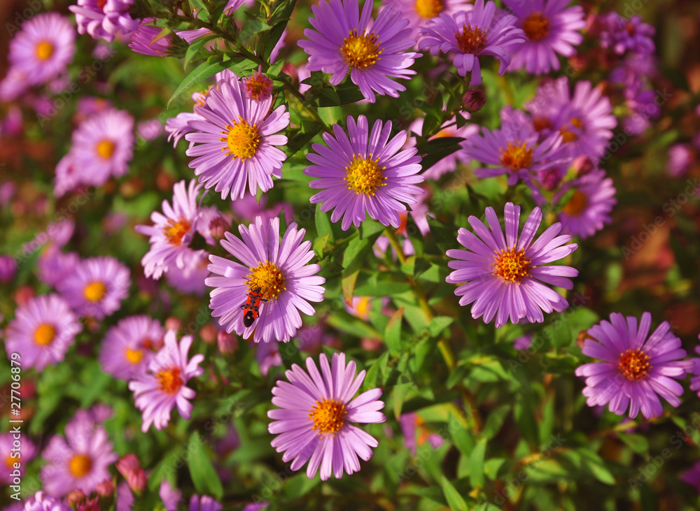 Violet flowers Violet flowers