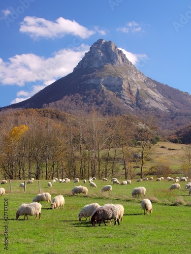 Flock of sheep grazing,Mount San Donato, Navarra